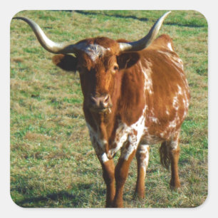 Texas Longhorn Cattle Koe Foto Rustic Vierkante Sticker