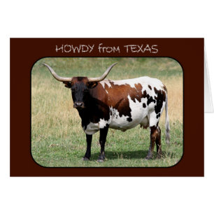 Texas Longhorn Cow Howdy du Texas
