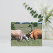 Texas Longhorn Koe Fight Briefkaart (Staand voorkant)