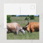 Texas Longhorn Koe Fight Briefkaart (Voorkant / Achterkant)