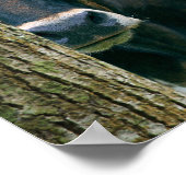 Texas Longhorn Koe Poster -  formulering (Hoek)