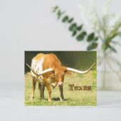 Texas Longhorn met Briefkaart van feiten (Staand voorkant)