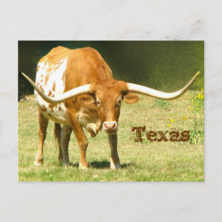 Texas Longhorn met Briefkaart van feiten