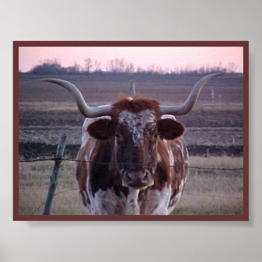 Texas Longhorn Poster (Voorkant)