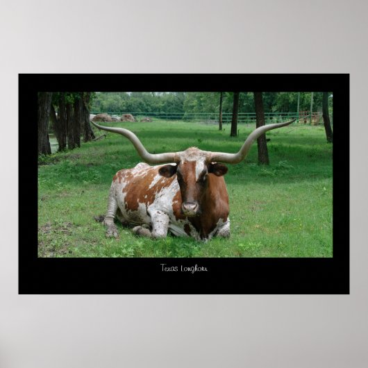 Texas Longhorn Poster Print (Voorkant)