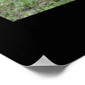 Texas Longhorn Poster Print (Hoek)