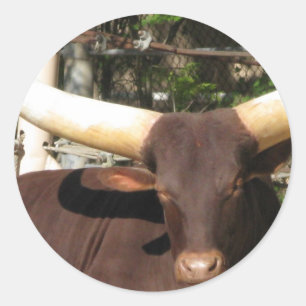 Texas Longhorn runderen Ronde Sticker