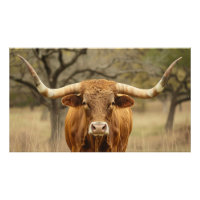 Texas Longhorn Stier