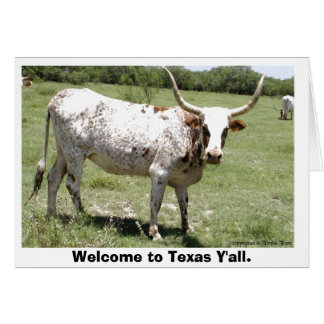 Texas Longhorn, Welkom in Texas Y'all.