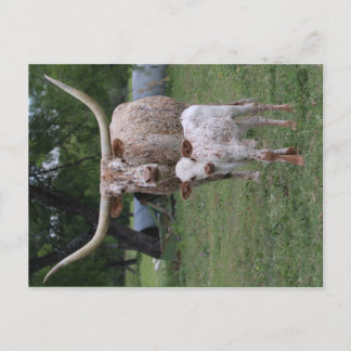 Texas Longhorns Briefkaart