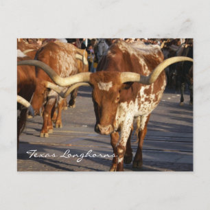 Texas Longhorns Briefkaart