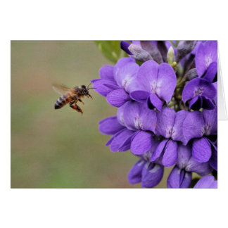 Texas Mountain Laurel
