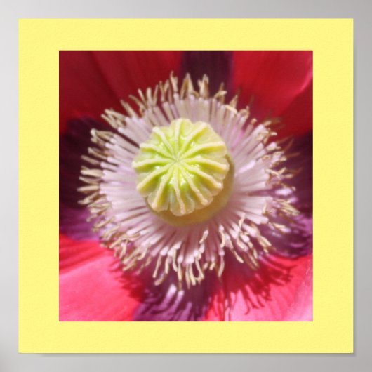 Texas Pink Skullcap Print (Voorkant)