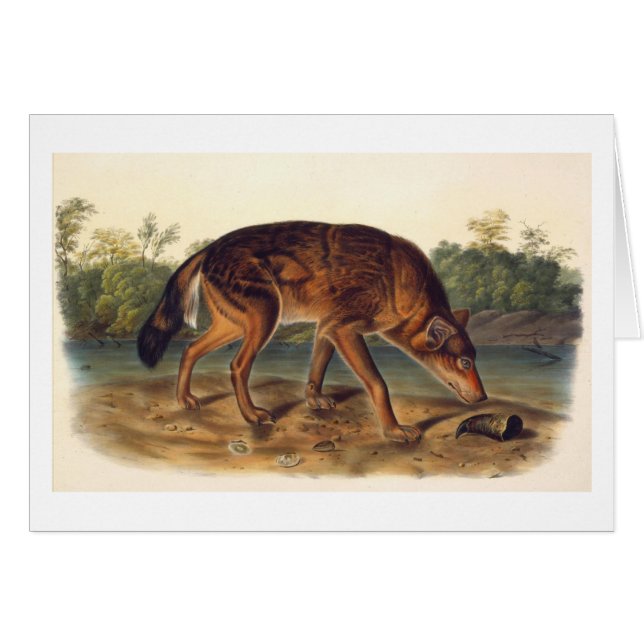 Texas Red Wolf (Voorkant Horizontaal)