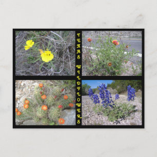 Texas Roadside Wildflower Briefkaart