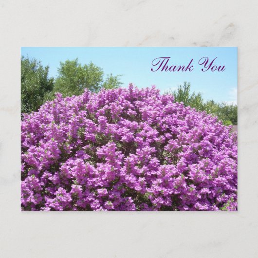 Texas Sage Dank u Briefkaart (Voorkant)