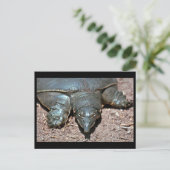 Texas spiny weekschildpad briefkaart (Staand voorkant)