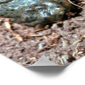 Texas spiny weekschildpad poster (Hoek)