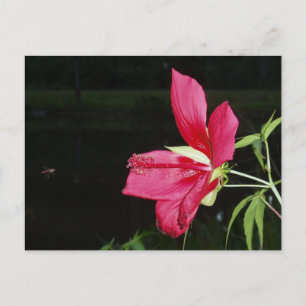 Texas Star Hibiscus Briefkaart