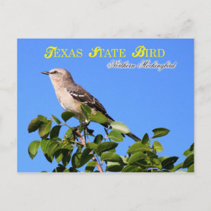 Texas State Bird - Northern Mockingbird Briefkaart