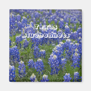Texas State Flower Bluebonnets Magnet Magneet