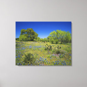 Texas, Texas Hill Country, Lage blaaskruid, Canvas Afdruk
