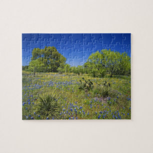 Texas, Texas Hill Country, Lage blaaskruid, Legpuzzel