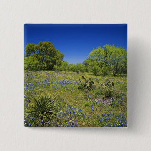 Texas, Texas Hill Country, Lage blaaskruid, Vierkante Button 5,1 Cm