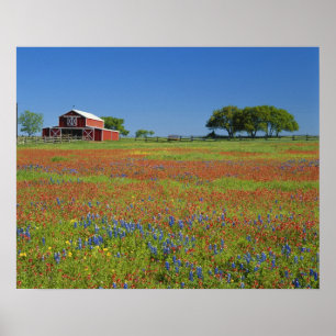 Texas, Texas Hill Country, Texas verfkwast Poster