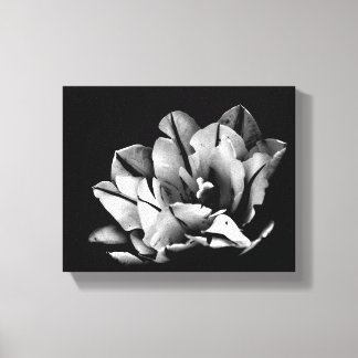 Texas Tulips Canvas Afdrukken