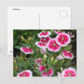 Texas Wildflower Briefkaart (Voorkant / Achterkant)