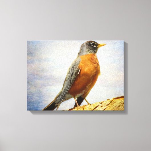 Textured American Robin Stretch Canvas Print (Voorkant)