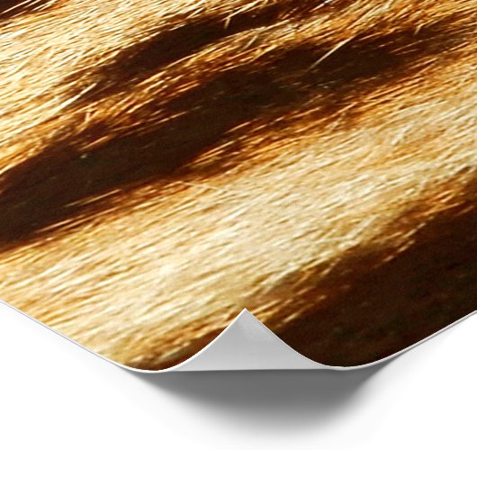 Textures de fourrure de léopard. Poster de animal (Coin)