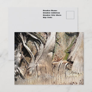 Textuur van stam van dadelpalmboom close-up foto a briefkaart