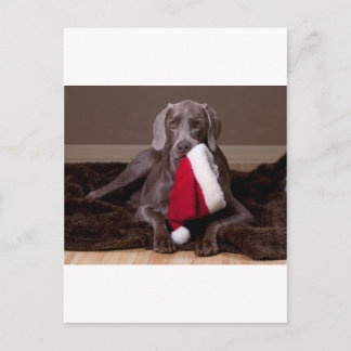 Teyla de Weimaraner en Santa Hat Feestdagenkaart