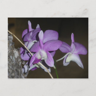 Thai Orchid Briefkaart