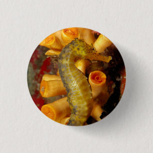 Thailand, close-up Seahorse Ronde Button 3,2 Cm