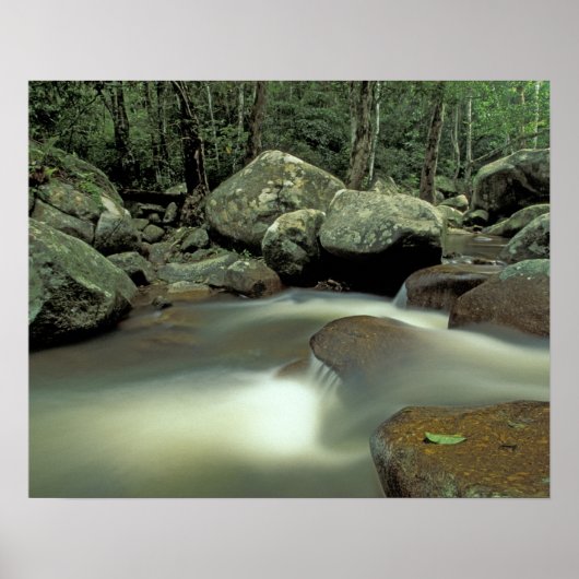 Thailand, Kohsamui-eiland, regenwoud. Poster (Voorkant)