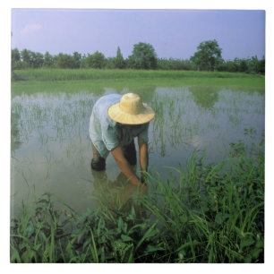 Thailand, Sukhothai. Rijstboer. HR. Tegeltje