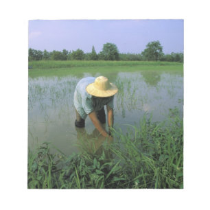 Thailand, Sukhothai. Rijstboer. MR Notitieblok