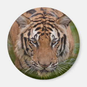 Thailand Tiger Fridge Magnet Magneet