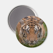 Thailand Tijger Koelkast Magneet (Voorkant / Achterkant)