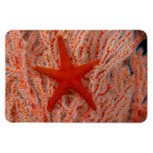 Thailand, Zee Star Aka Starfish Magneet (Horizontaal)