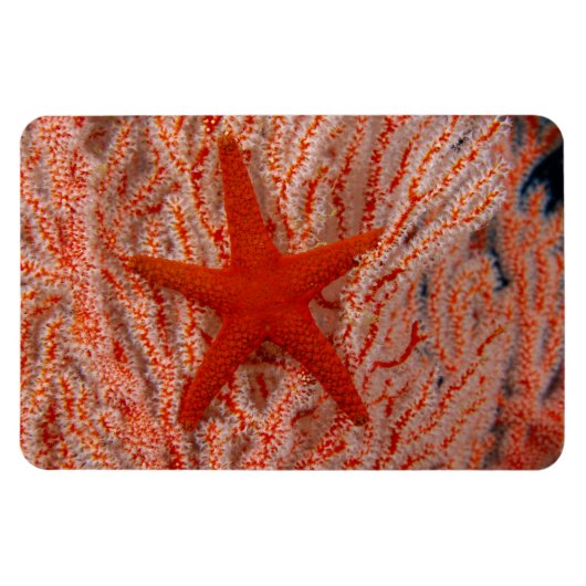 Thailand, Zee Star Aka Starfish Magneet (Horizontaal)
