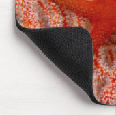 Thailand, Zee Star Aka Starfish Muismat (Hoek)