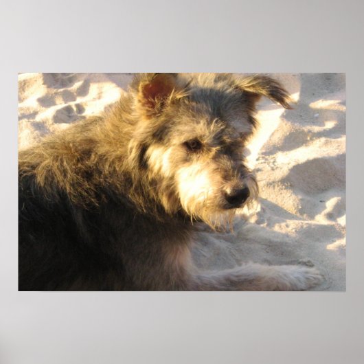 Thaise Strandhond Poster (Voorkant)