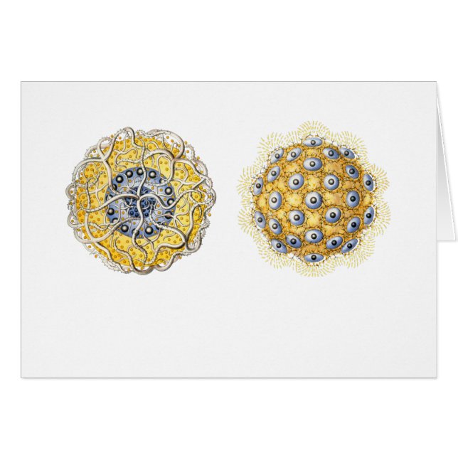 Thalassoxanthium (Devant horizontal)