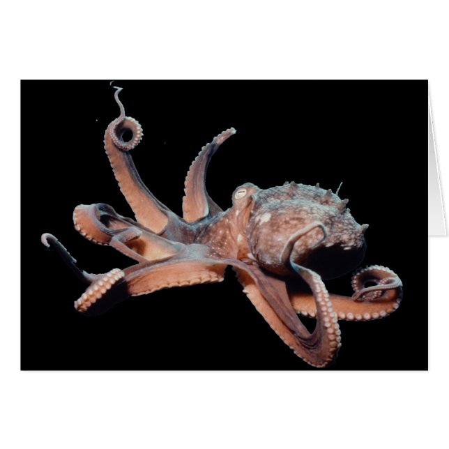 Thang Poulpe-Sauvage (Devant horizontal)