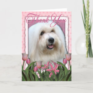 Thank You - Coton de Tulear Bedankkaart