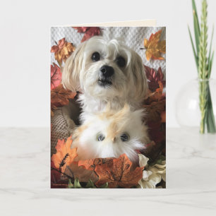 Thankful Morkie II - Blank Card Kaart